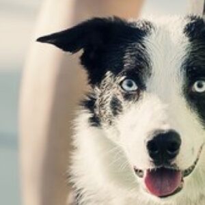 Corso Proprietario Cane
