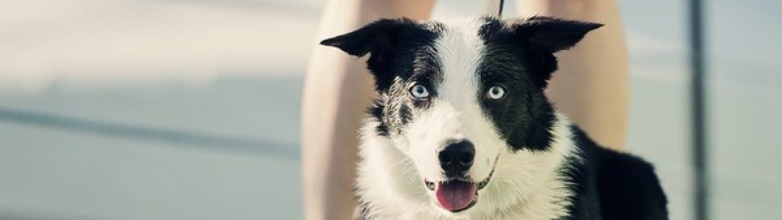 Corso Proprietario Cane