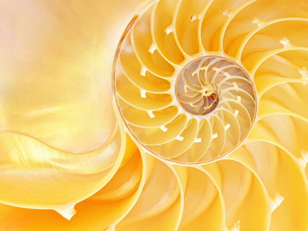 Neuroestetica e Design Emotivo