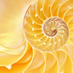 Neuroestetica e Design Emotivo